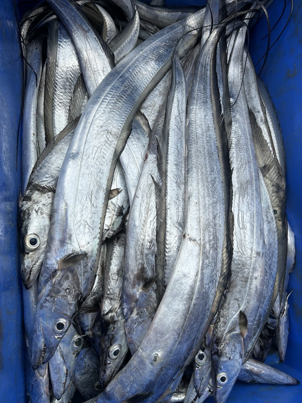 Export grade seafood Veraval
